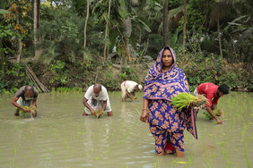 Aklima Begum (34) pflanzt Reissetzlinge auf ihrem eigenen Land in Charlathimara.