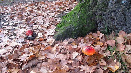 Garten bietet Raum für Natur