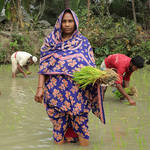 Aklima Begum (34) pflanzt Reissetzlinge auf ihrem eigenen Land in Charlathimara.