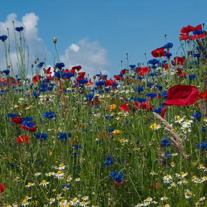 Im Vordergrund ist eine Wildblumen-Wiese zu sehen, auf der Mohn, Kornblumen und Margeriten blühen. Im Hintergrund ist der blaue Himmel.