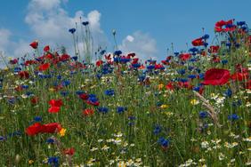 Im Vordergrund ist eine Wildblumen-Wiese zu sehen, auf der Mohn, Kornblumen und Margeriten blühen. Im Hintergrund ist der blaue Himmel.