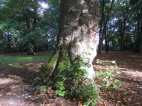 Baum im Wunderburgpark