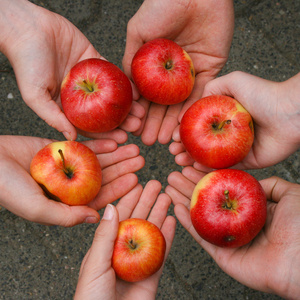 sechs geöffnete Handflächen im Kreis halten rote Äpfel